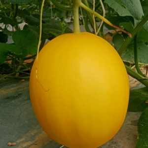 Dưa vàng Kim Thiên Vương Minh Quân