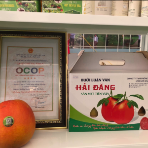 Bưởi Luận Văn Hải Đăng