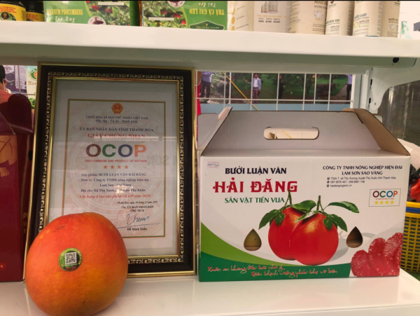 Bưởi Luận Văn Hải Đăng